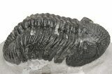 Detailed Drotops Trilobite With Great Eyes - Mrakib, Morocco #233276-3